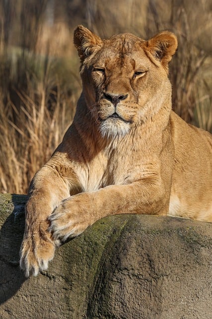 草甸灌丛后的微距镜头：定格雄狮颈鬣与眼尾的细微动态