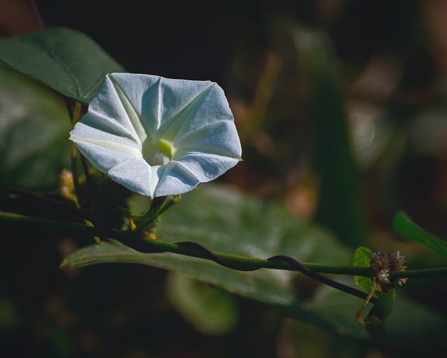 夏末暮色漫过花墙 独处的片刻浸在软暖天光里