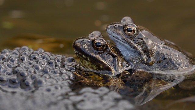 春塘微距观察：凝在蛙卵团旁的蛙眼与水色碎影