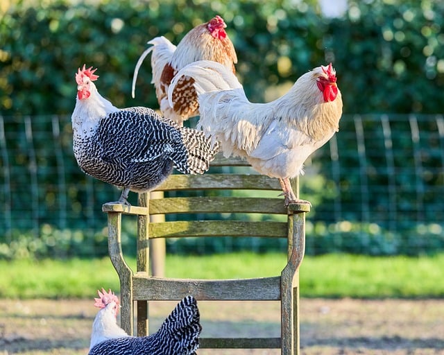 写给老友的便条：乡野晴日里的鸡群闲趣