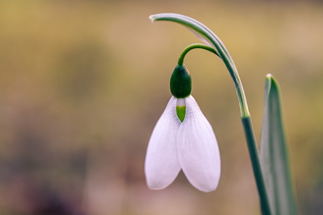 檐下旧陶盆与春雪滴花：藏着细碎磨痕的寻常春日