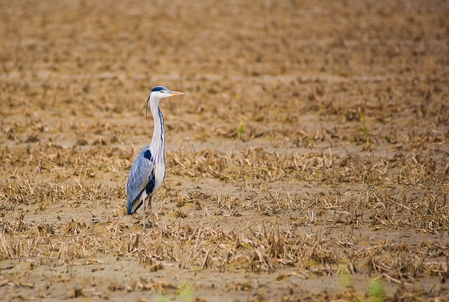 沿城郊河滨步道闲逛时，撞见苍鹭静立的悠然瞬间