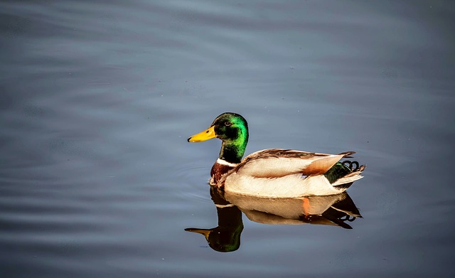 初秋清晨的静谧湖面 一只绿头鸭独享独处时光
