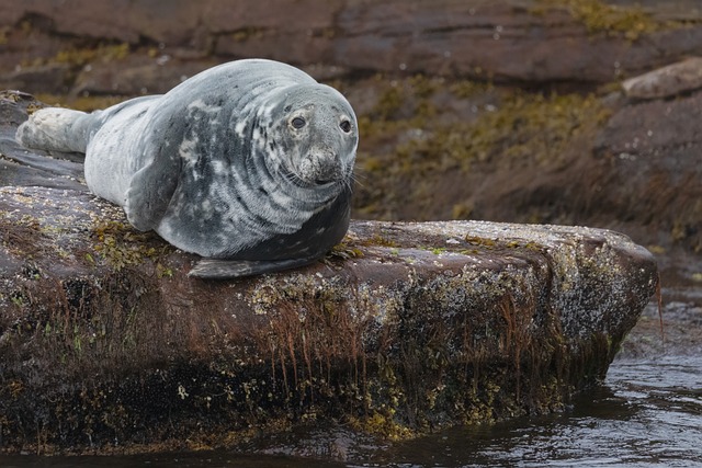 布雷顿角海滨：雨痕漫过礁石，水光晕开明暗线条