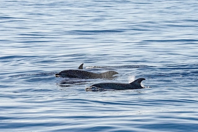 海面跃动的鳍影与反光：藏着和城市建筑一样的线条逻辑