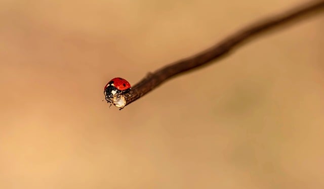春暮枝梢的独处光景：二星瓢虫静享晨昏的软意