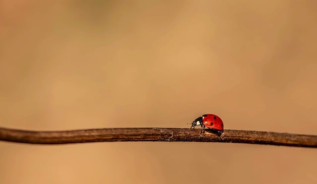 给远在邻城的阿栀：枝桠上的红瓢虫，想把这份宁静寄给你