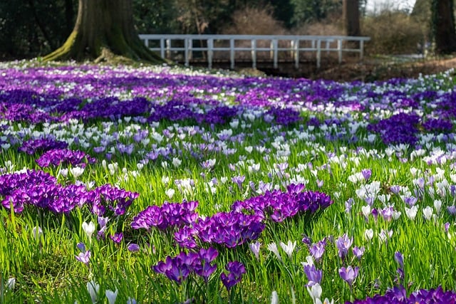 奥尔登堡城堡公园：紫花漫野间的旧痕与春日苏醒