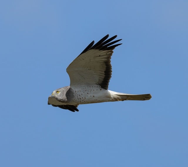翅羽带着岁月磨痕的猛禽 掠过浸着旧时光息的郊野