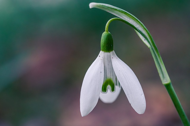 春清晨露缀满草叶时,独享雪滴花盛放的独处时刻