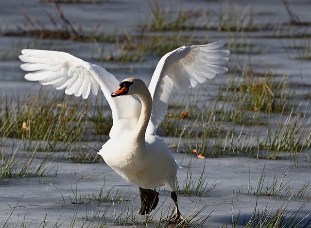 冬日冰塘里的天鹅栖影 牵起餐桌上的暖香温度