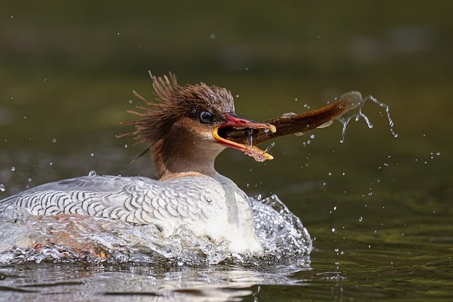 湖畔枯苇边的微距时刻：定格灰雀理羽的细碎纹理