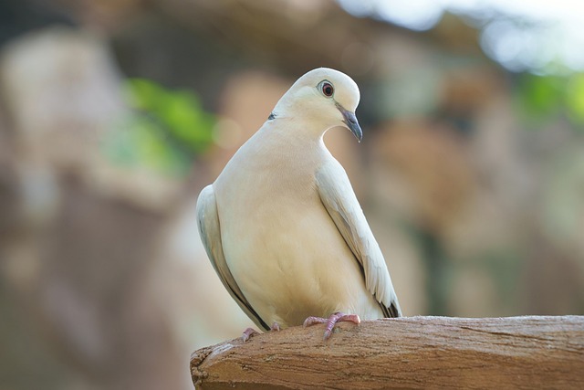 木墩上敛翅的灰鸽 后来想起巷口的软风与鸽哨
