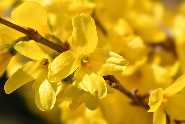 晴日园里连翘满枝黄，牵出春日三餐的细碎烟火气