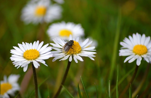 刚按下快门蹲在草坡上，雏菊与飞虫都撞进了镜头里
