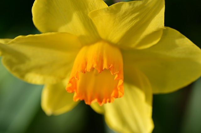 老巷转角撞见春：黄水仙壁纸裹着烟火气的寻常一刻