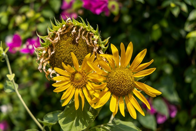 暮色漫过向日葵花畦 独处时接住漫野的橘色暖融融霞光