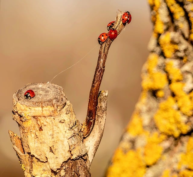 鎏金夕照里的枝桠：瓢虫与地衣的细碎微距日常