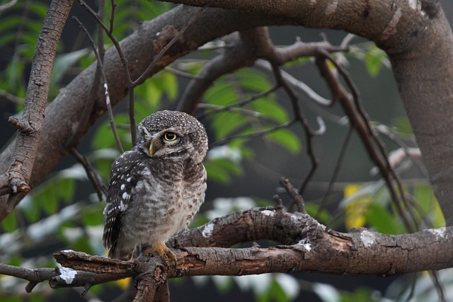 林间石桌的午后小聚，枝头猫头鹰沾了半缕点心与草木香