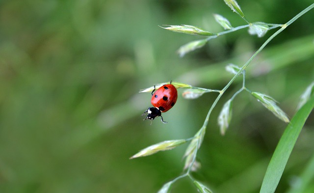 薄暮漫过青草丛：独处的晨昏里遇见的瓢虫小访客