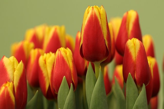 从午后到暮色,伴着郁金香花影的桌面独处时刻