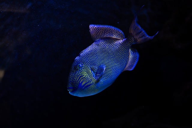 隔着蒙着薄雾的水族箱玻璃，看光影织就的细腻线条