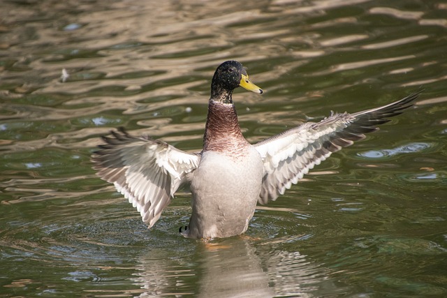 雨歇池面映着楼群光影 雌鸭游过碎了满池玻璃反光