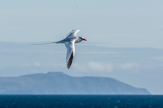 寄给旧友的便条：加拉帕戈斯崖边的白羽热带海鸟