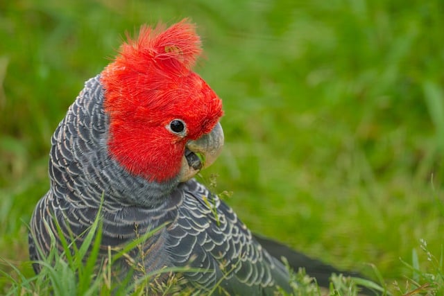 偶遇澳洲盔凤头鹦鹉：藏在羽冠里的两处观鸟小细节