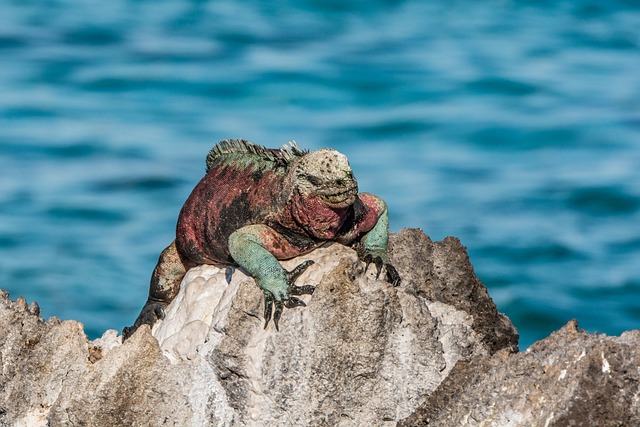 蹲守三刻钟：微距定格加拉帕戈斯鬣蜥的静息时刻