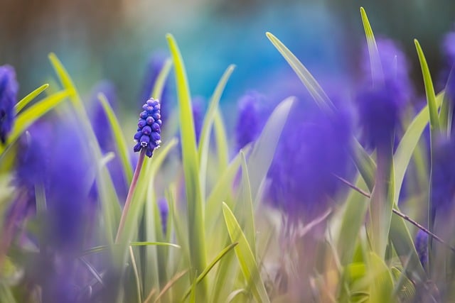 后来想起春末郊野小园，葡萄风信子铺了满地紫雾花影