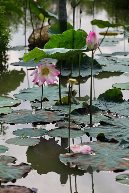 红莲绕着餐桌边 裹着烟火气的温柔食光