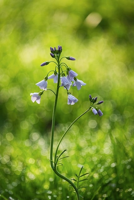春日草甸紫花：日光勾勒的线条与露珠折射的光斑
