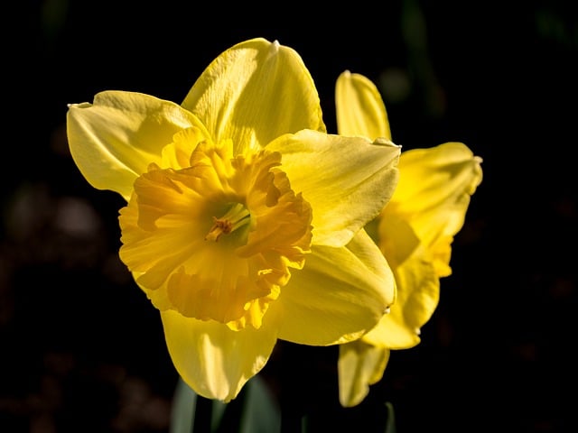 春日窗边餐桌的花影，裹着温茶与分享的暖意