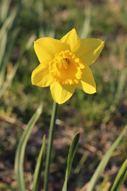 春日郊野黄水仙盛放时 带着温香食物的松弛野餐小聚