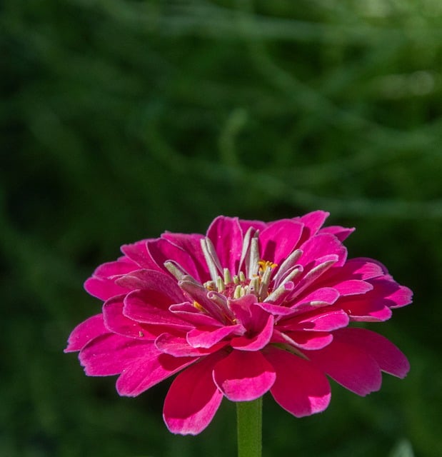 夏篱边盛放的粉百日草，后来想起满是少年时的闲逸时光