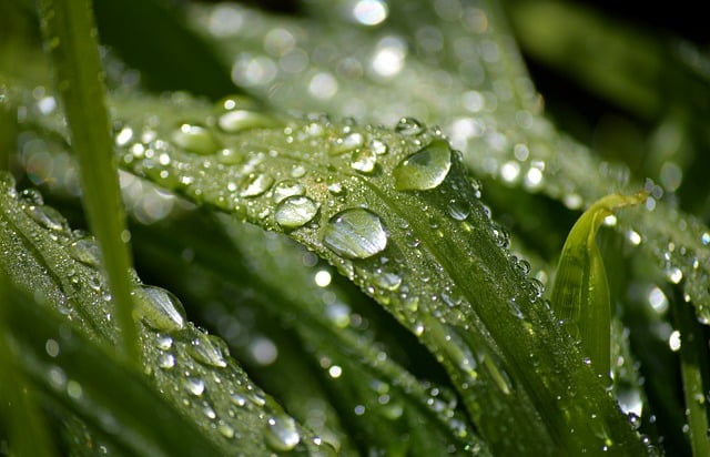 雨后清晨的鲜绿草叶：凝着水珠的独处静谧时刻