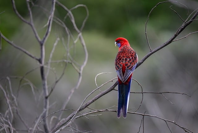 澳洲郊野观鸟偶遇绯红玫瑰鹦鹉，意外发现羽色隐藏细节