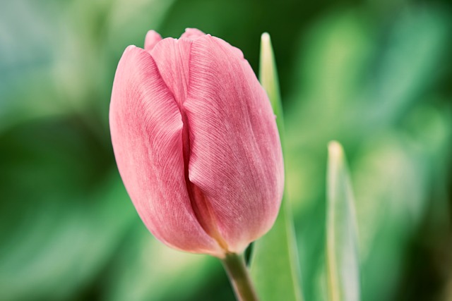玻璃雨痕牵出线条，粉郁金香嵌进城市春日光影