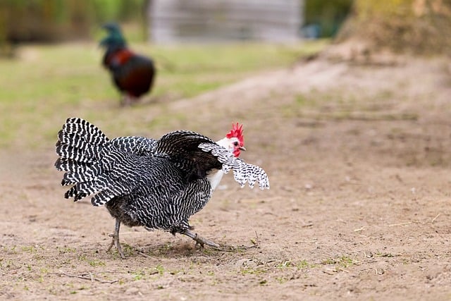 乡野农家院的斑纹鸡：光影漫过草径的松弛留白时刻