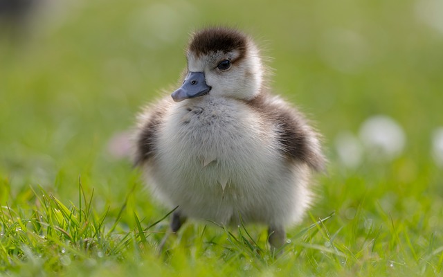 暮春塘岸旧痕与春生雁雏：藏在绒毛里的时光印记