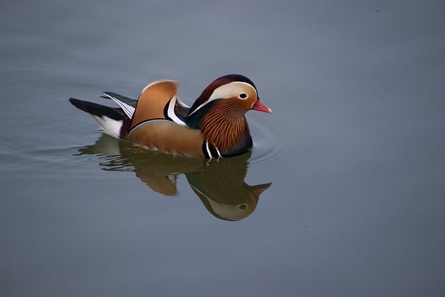 午后临湖闲坐：撞见一对浮在镜面水面的鸳鸯