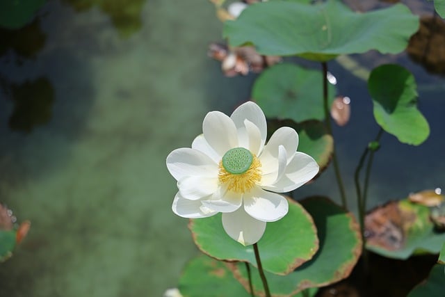 夏日池畔的白莲花，后来想起总牵起檐下的旧时光