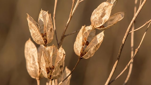 窗台上的干植物种荚，牵出很久以前的巷口秋光