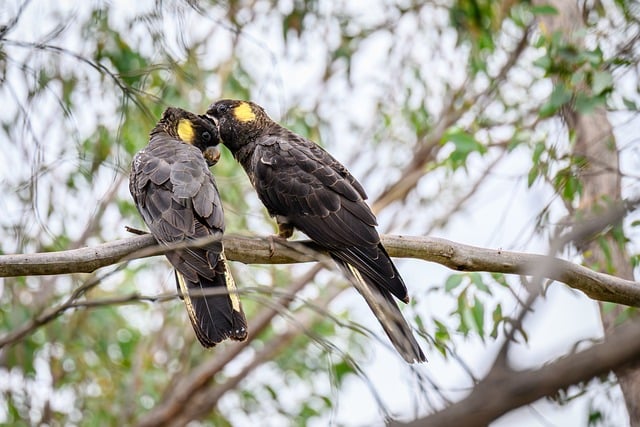 栖枝留痕：澳洲黄尾黑凤头鹦鹉的静谧旧时光