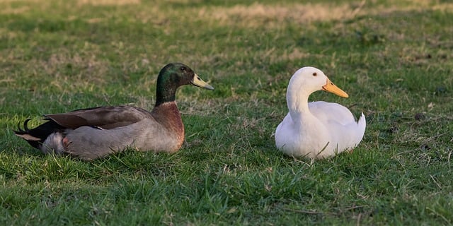 乡塘旧槽旁的群鸭栖歇 草色里藏着岁月磨蚀痕迹