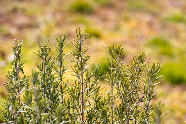窗沿旧木盒与迷迭香：攒着经年磨损的日常痕迹