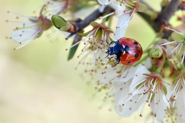 刚蹲在楼下山桃树下拍微距，这只瓢虫的落点太讨喜了