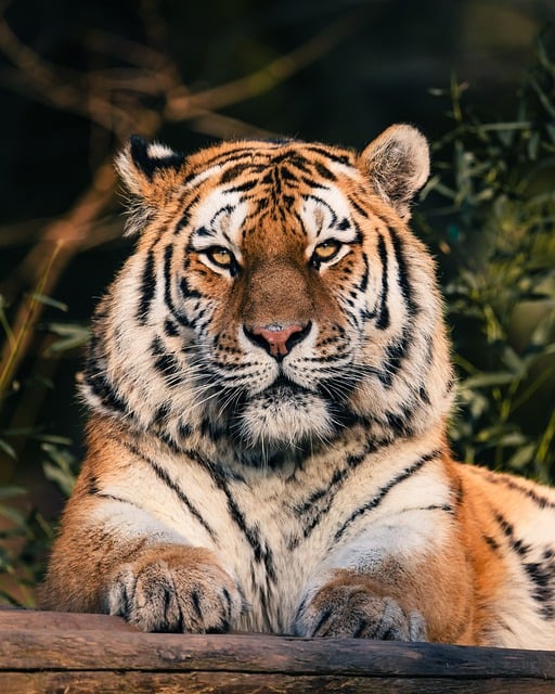 隔着动物园观光玻璃的雨痕：光影揉碎的建筑与虎影