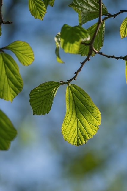 老巷檐边抽芽的新枝 藏着经年磨出的浅淡痕迹